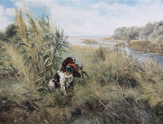 Henry Wilkinson (b.1921) Springer retrieving, 20 x 26in.